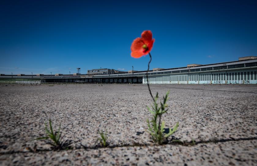 Eine rote Mohnblüte steht vor dem ehemaligen Flughafen Tempelhof unter einem blauen Himmel.
